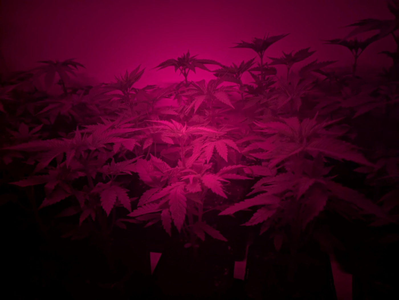 cannabis plants under far red light