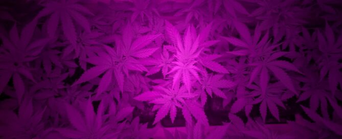 far red light results with cannabis plants