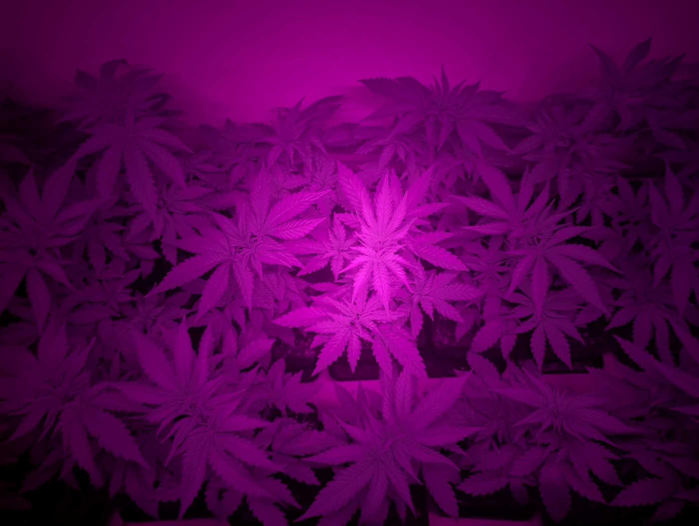 far red light results with cannabis plants