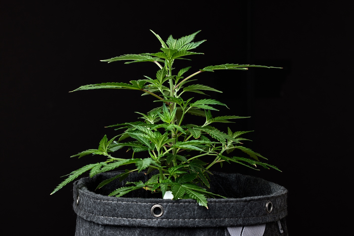 Four week old cannabis plant growing in fabric pot
