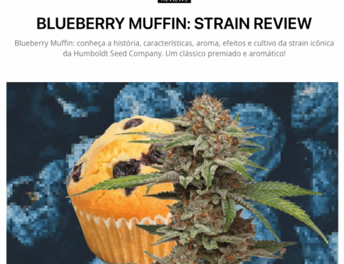 Blueberry Muffin: Strain Review — Girls in Green