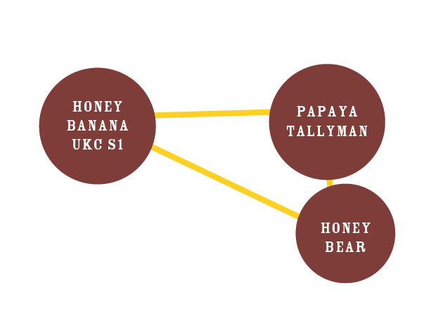 Padres de Honey Bear