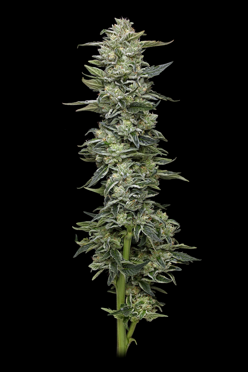 Foto de la flor de la variedad Honey Bear