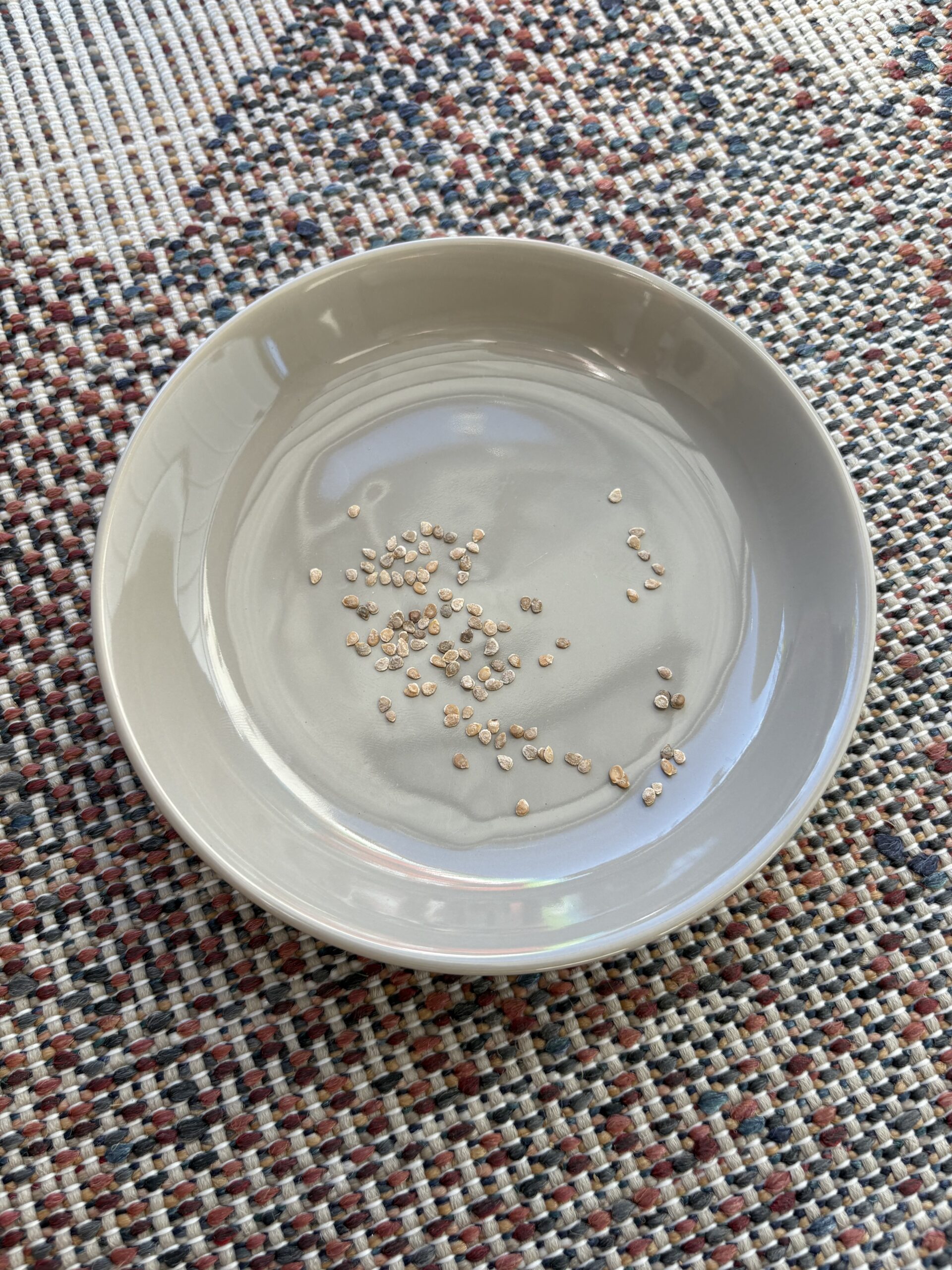 San-Marzano-Tomatensamen, die vor dem Einpflanzen im Hausgarten auf einem grauen Teller liegen