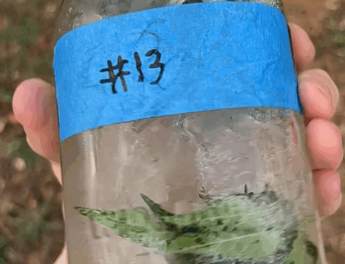 Pure Flavor, Pure Power: The Art of Terpene Extraction & Concentrates