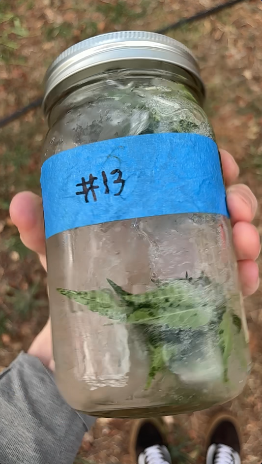 cannabis ice water extraction test using glass mason jar and agitation by hand