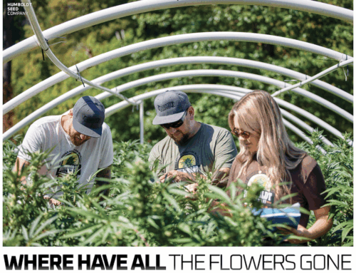 Where Have All The Flowers Gone — Leaf Magazines