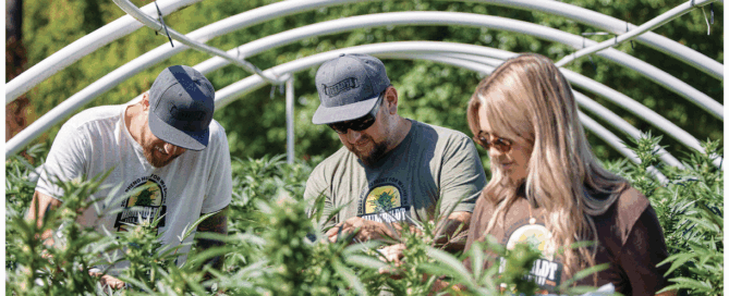 mannen en vrouwen maken aantekeningen op een cannabisplantage