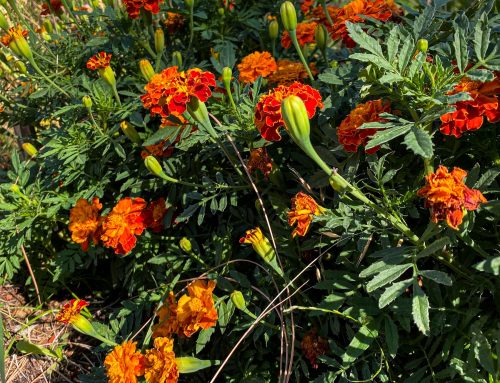 How to Plant and Care for Marigolds