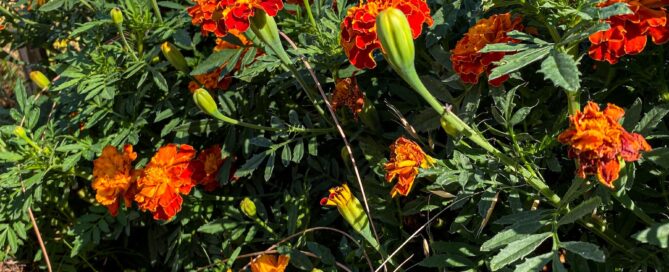 marigold flowers with orange, yellow, and red coloring in with green leaves.