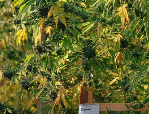 Grow Journaling for the ADHD Brain