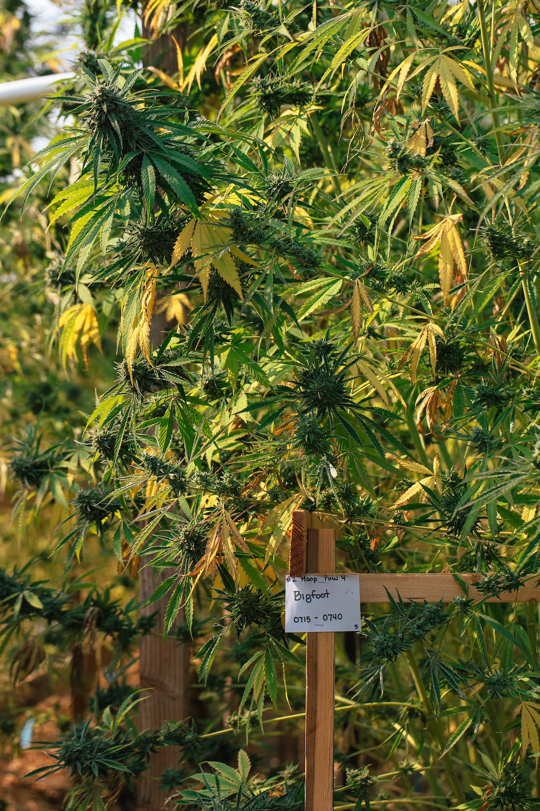 Bigfoot cannabis strain growing tall