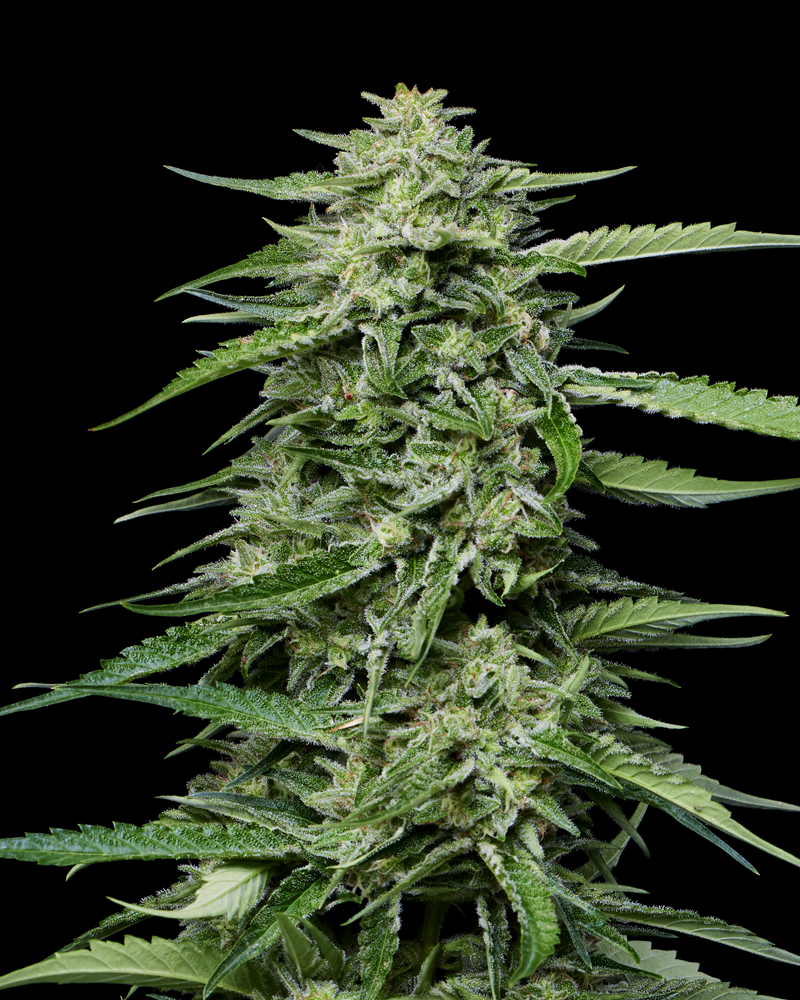 Blueberry Honey Top Cola