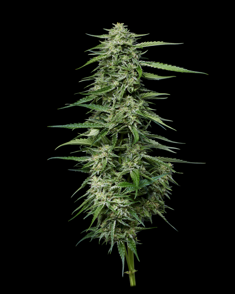 Blueberry Honey Top Cola