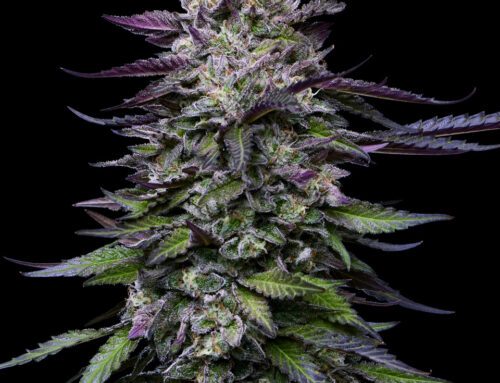 11 Purple Strains with Serious Bag Appeal