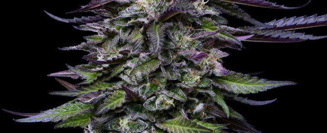 candy hustle cannabis strain, purple weed