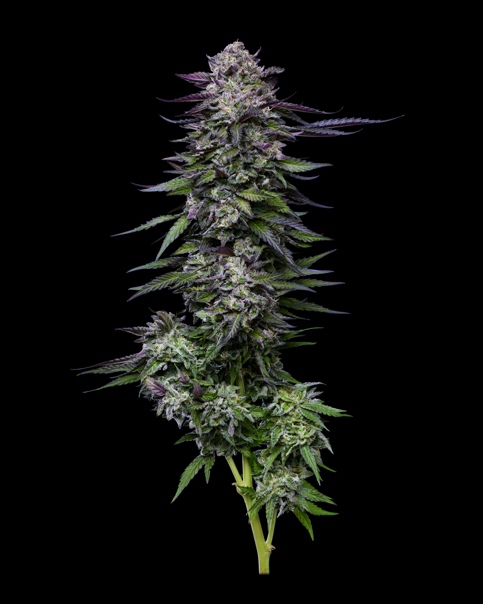 Große violette Cannabissorte Candy Hustle