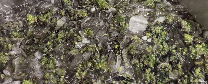 Cannabis thawing for the wash