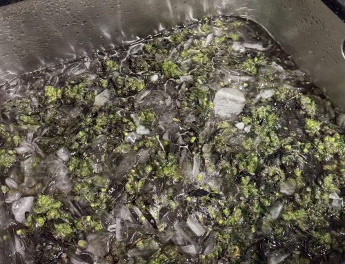 How to Make Ice Water Hash