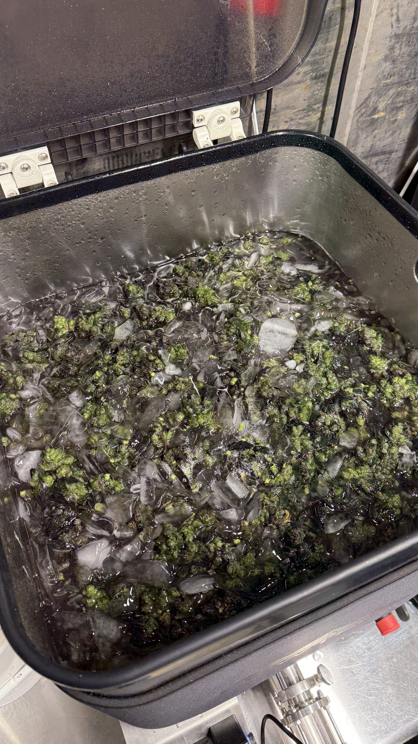 Descongelamento da cannabis para a lavagem