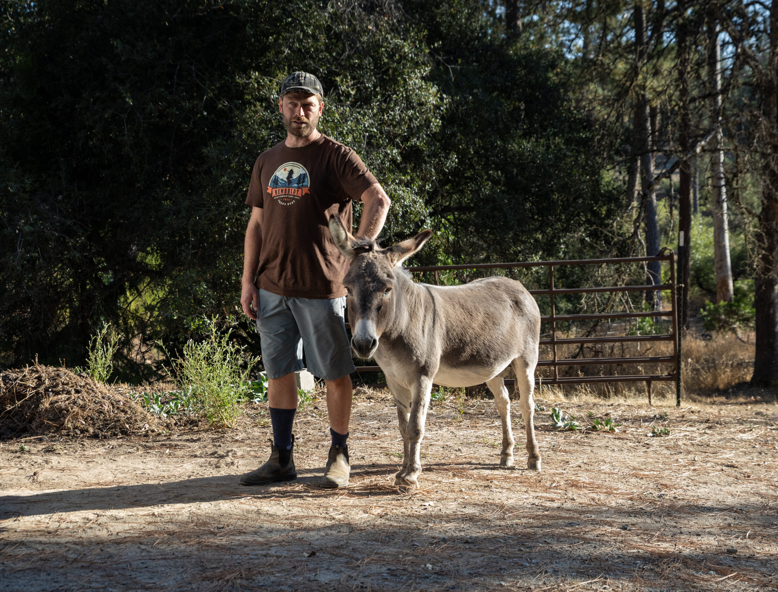 Burro o asno junto a un hombre en una plantación de cannabis en Humboldt. 