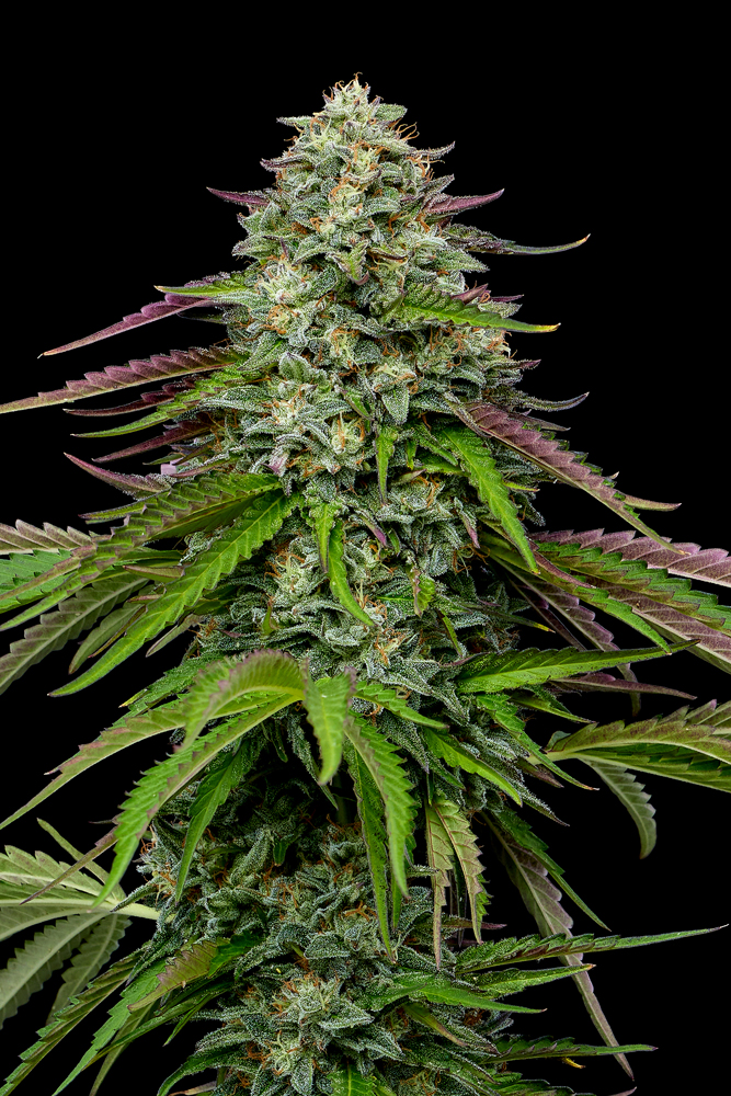 Foto da flor de cannabis Garlic Budder