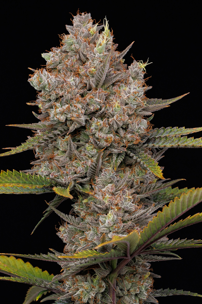 foto da flor de cannabis auto-florescente Hella Jelly