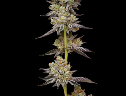 How to Photograph Buds Like a Pro