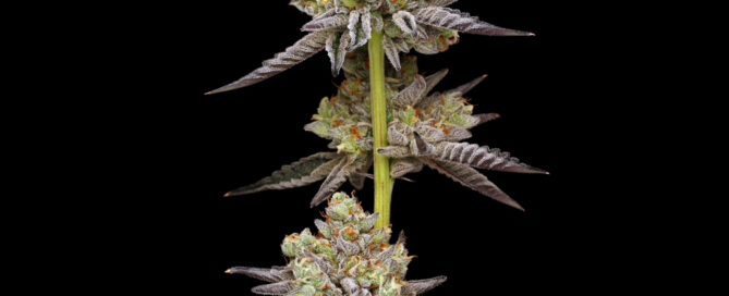 Hyper ZA top cola live plant shot