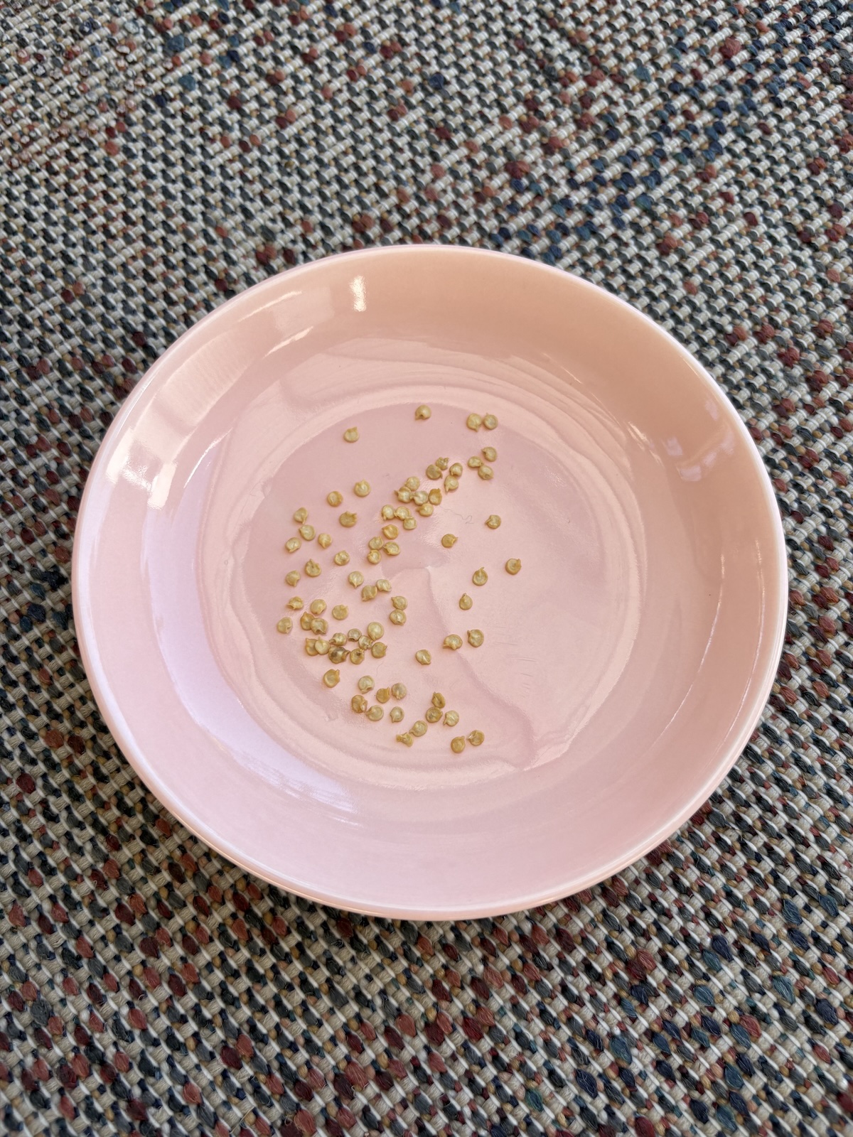 Semillas de pimiento Scotch Bonnet jamaicano en un plato rosa antes de plantarlas