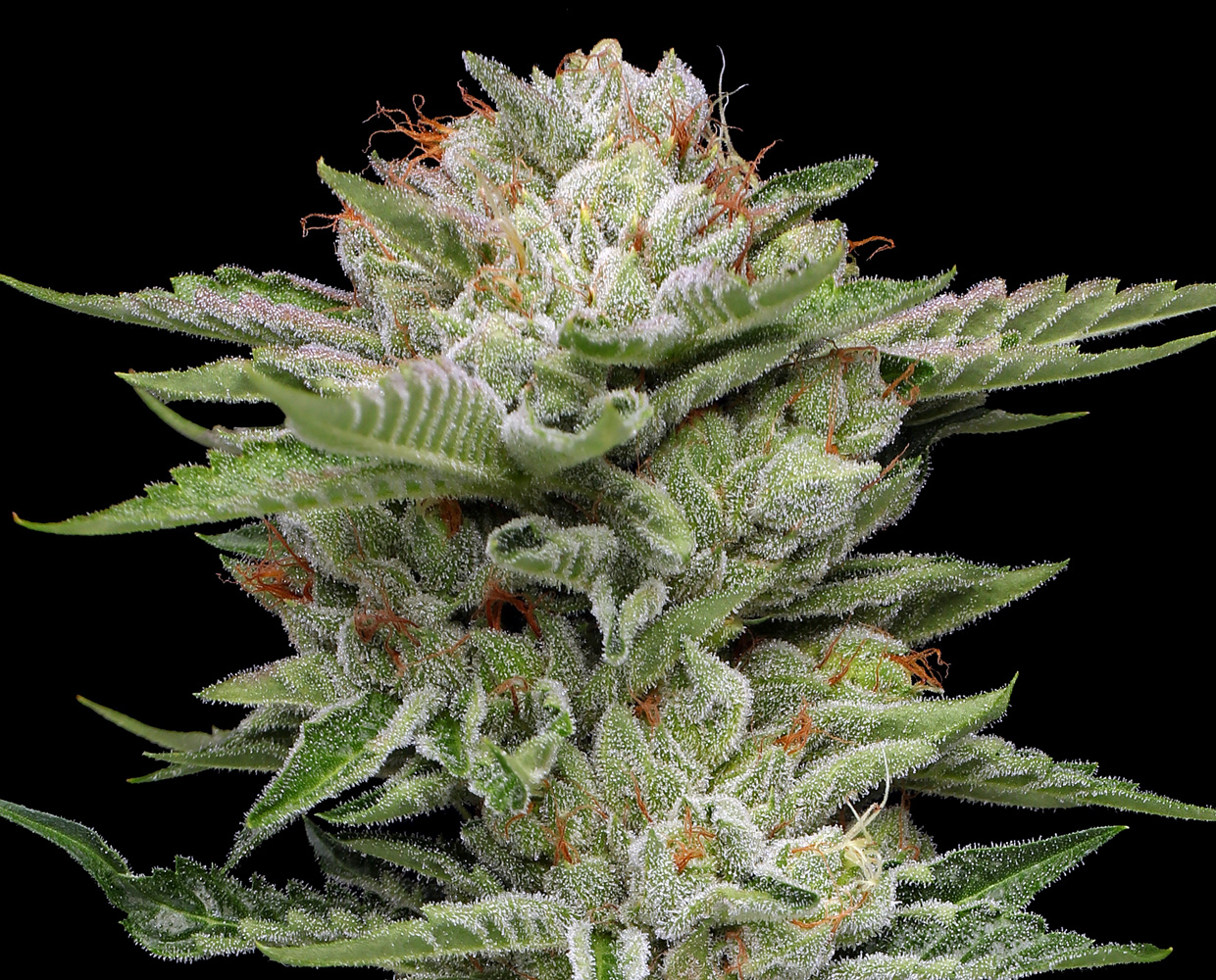 Close-up da flor de cannabis V-Auto