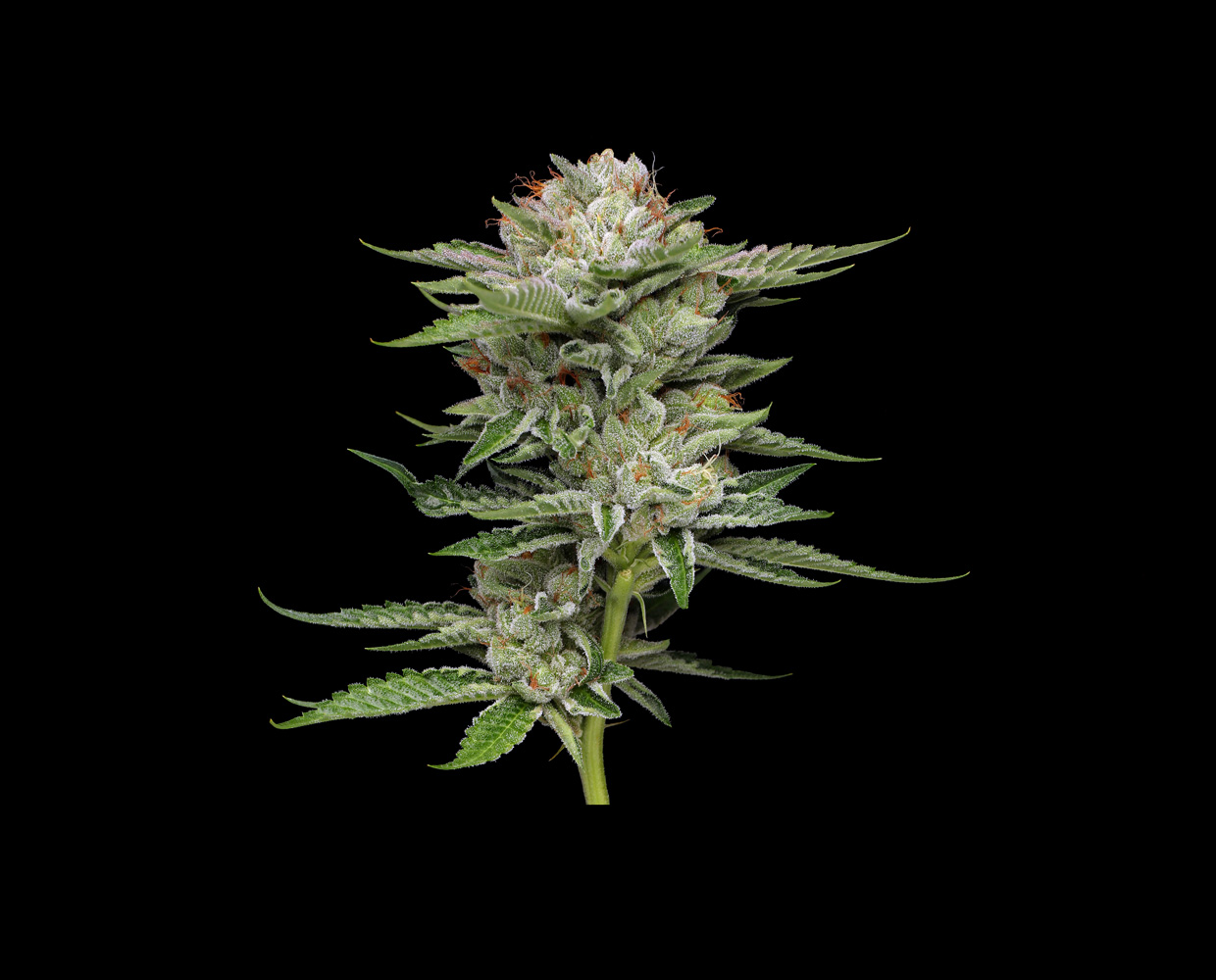 V-Auto cannabis flower photography
