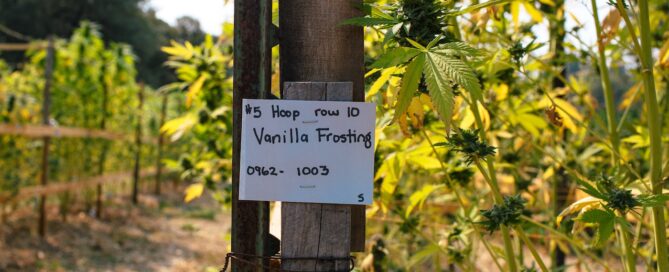 Vanilla frosting cannabis strain growing in rows