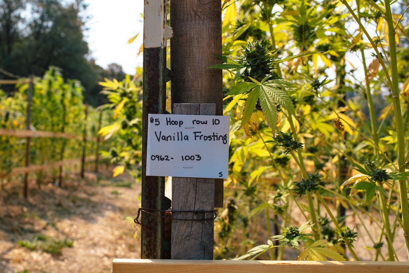 Cultivo de la variedad de cannabis Vanilla Frosting en hileras