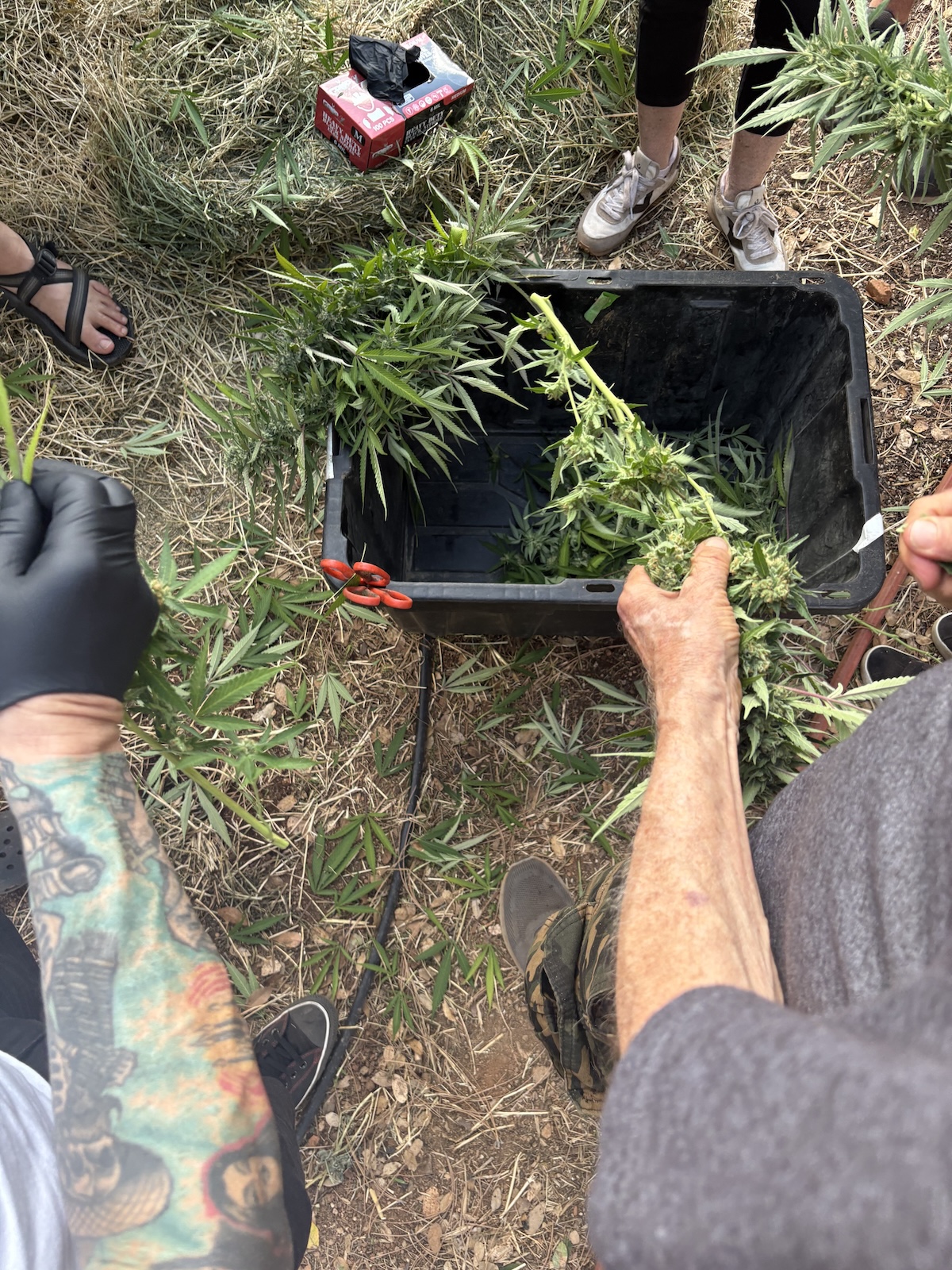 secouer les plants de cannabis à la ferme