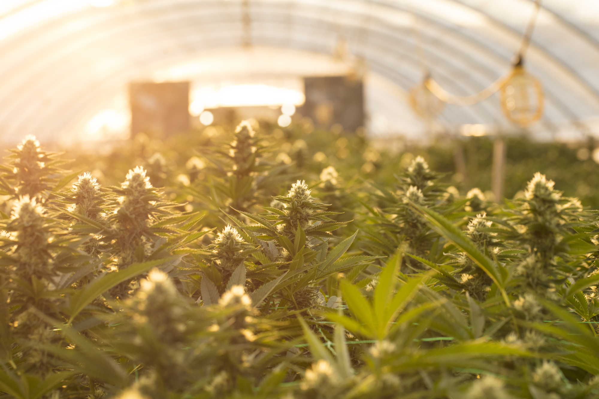 cannabis plants at sunrise growing in a greenhouse