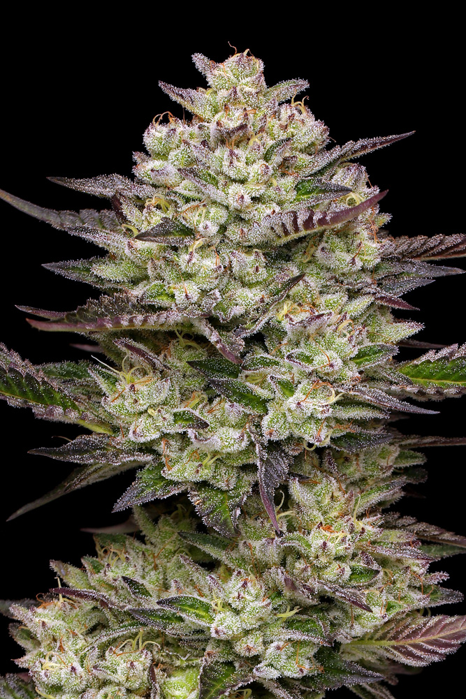 photo de cannabis en pâte feuilletée