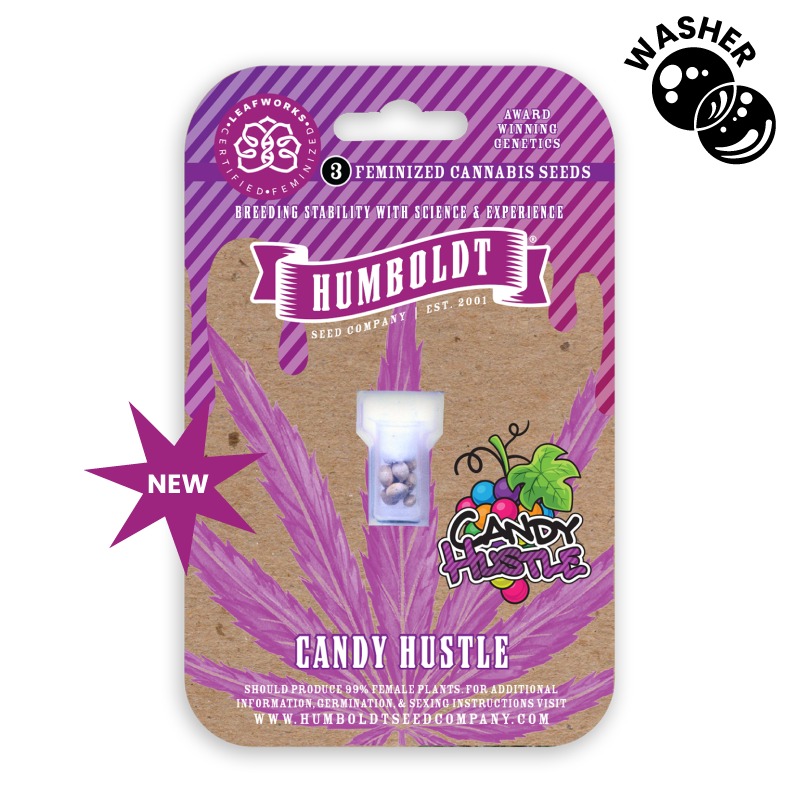 Candy Hustle cannabis seed pack