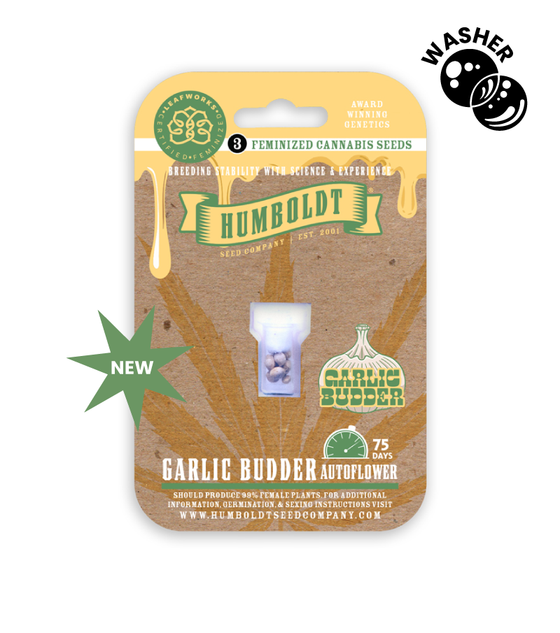 garlic budder auto seed pack