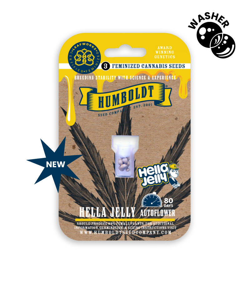 Hella Jelly auto cannabis seed pack