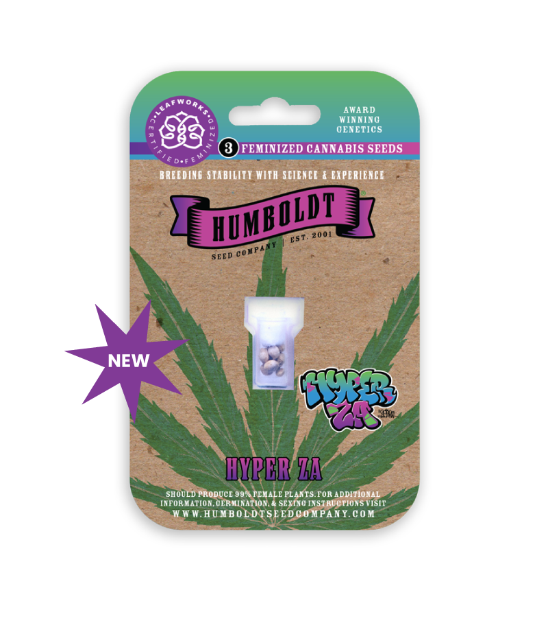 Hyper Z cannabis seed pack