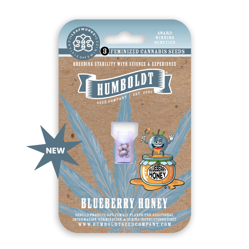 Blueberry Honey cannabis seed pack