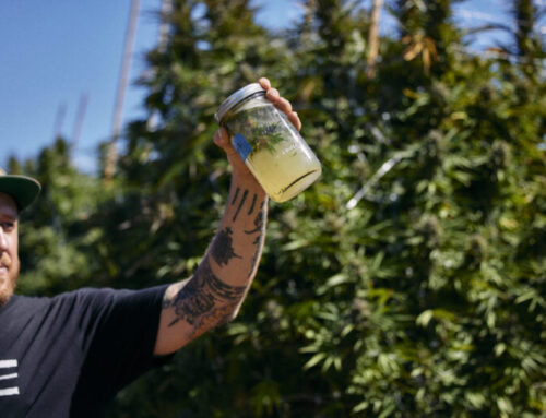 The Hunt for the Perfect Wash: 6 Days in the Secret Heart of the Emerald Triangle — DolceVita
