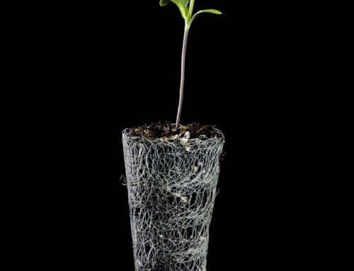 9 Cannabis Strains to Cultivate in Brazil