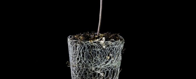 blueberry muffin cannabis seedling stage