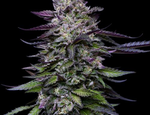 Garantir la stabilité génétique des graines féminisées