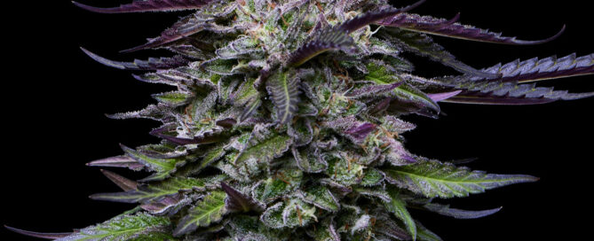 Candy Hustle Top Cola