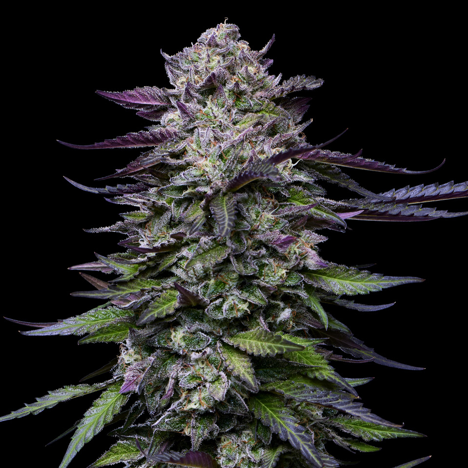 Candy Hustle Top Cola