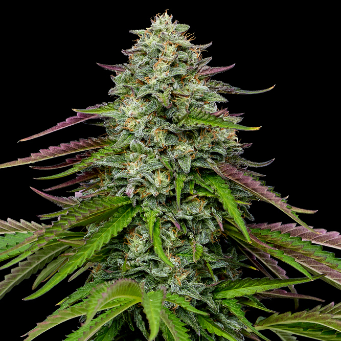 Garlic Budder cannabis flower from top cola