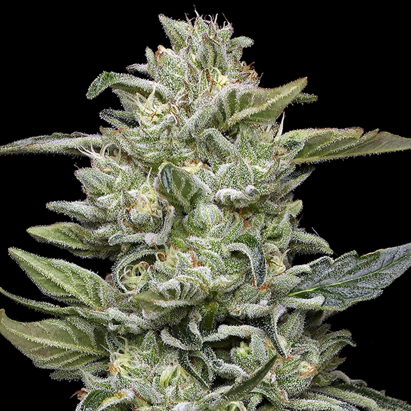 Honey Bear cannabis flower photography